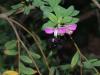 Xylocopa violacea en fabacea